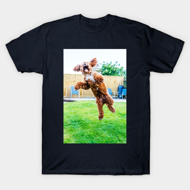 Crazy Cockapoo Puppy T-Shirt by tommysphotos